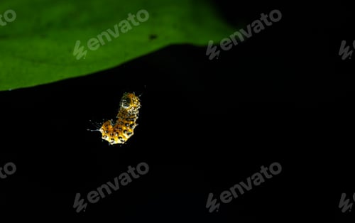 Preview: Butterfly larva on a leaf, isolated on black background