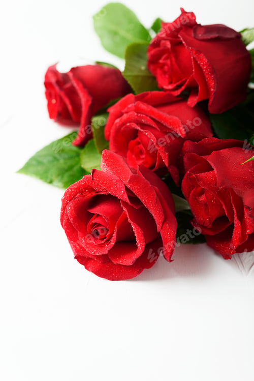 Preview: Fresh Red Roses with Water Droplets