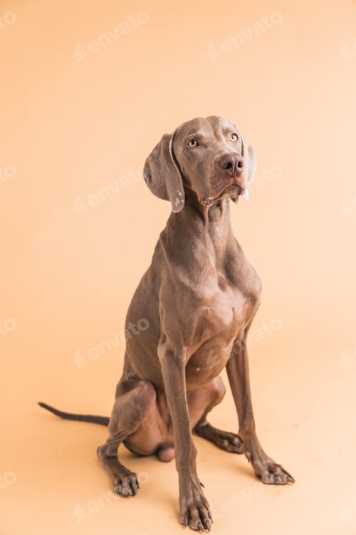 Preview: Weimaraner dog sitting purebred animal portrait