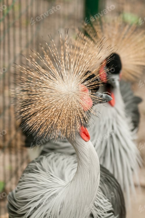 Preview: Gray Crowned Crane close-up