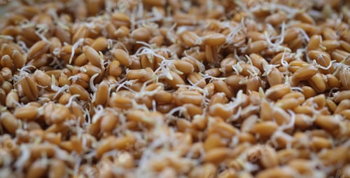 Preview: Wheat For Germination Dry, Lying On The Table