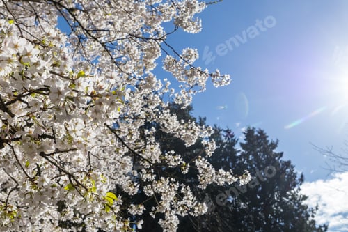 Preview: Blossoming tree