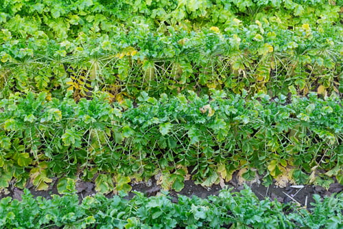 Preview: Radish field