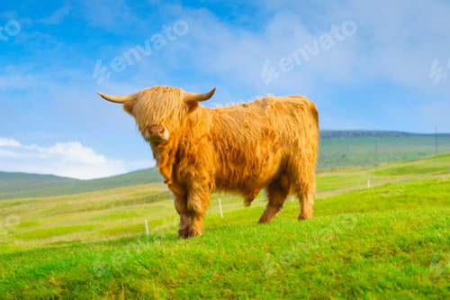 Preview: Highland bull in a meadow. Faroe Islands, Denmark. View of the field and animal.