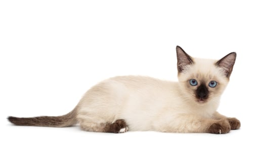 Preview: Small, funny Siamese kitten
