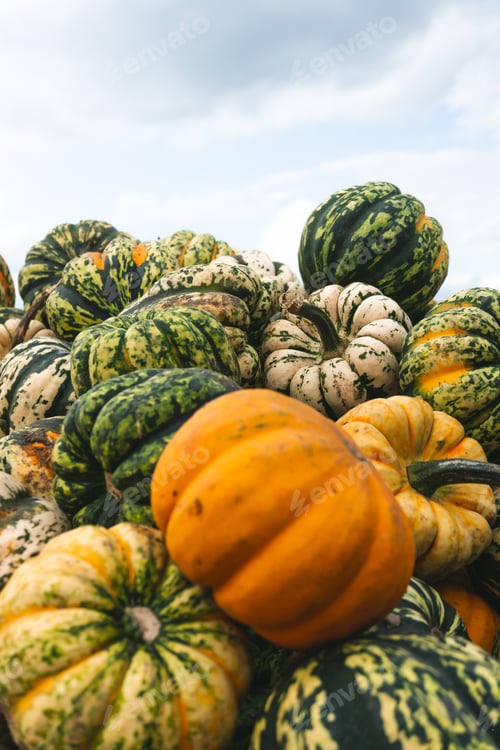 Preview: Closeup of a stack of pumpkins in the field with the cloudy sky in the background
