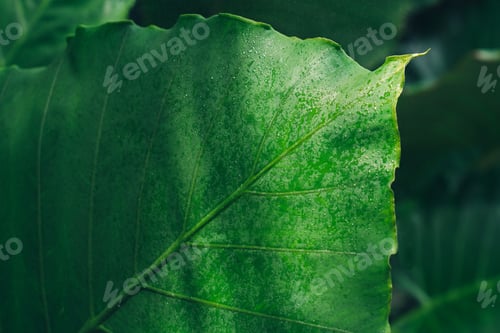 Preview: Close-up of Wet Colocasia Gigantea Leaf