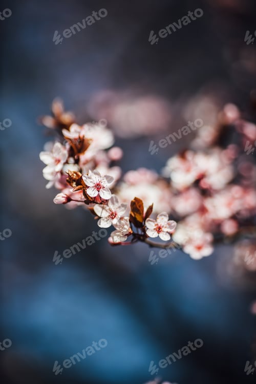 Preview: Beautiful vertical close-up selective focus shot of a pink cherry tree blossom