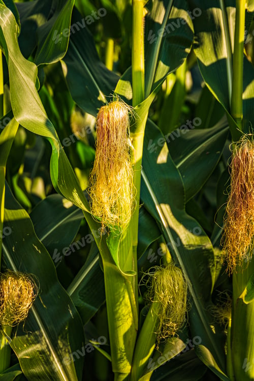 Preview: Young cob corn on the stalk. Maize field background