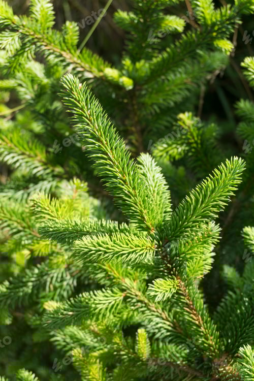 Preview: Fir tree branches