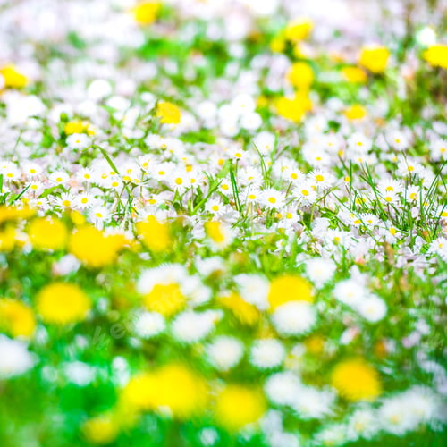 Preview: Field of spring flowers