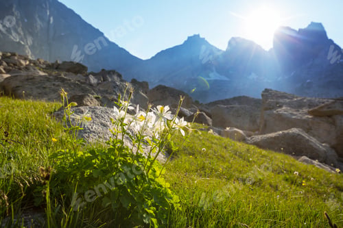 Preview: Mountains meadow