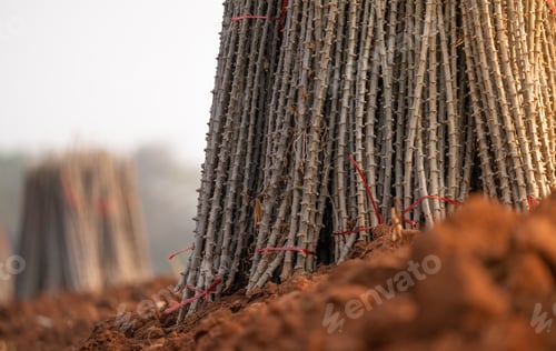 Preview: Cassava farm. Manioc or tapioca plant field. Bundle of cassava trees in cassava farm. Plowed field