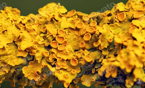 Preview: Yellow maritime sunburst lichen - Xanthoria parietina - background