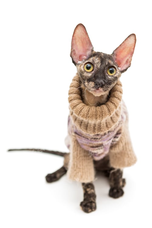 Preview: Cat breed Cornish Rex in sweater