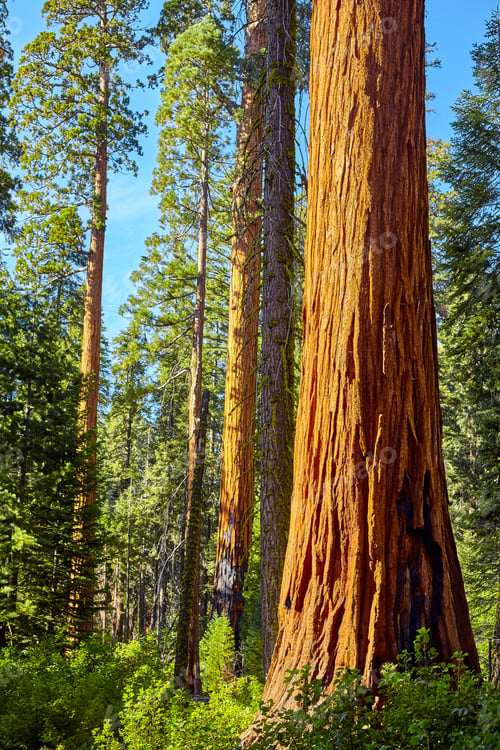 Preview: Scenic road in Sequoia National Park, California, USA.