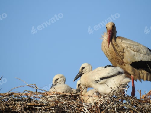Preview: Stork with its babies perched on a grassy nest against a blue sky