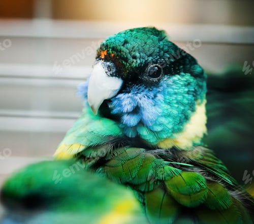 Preview: parrot