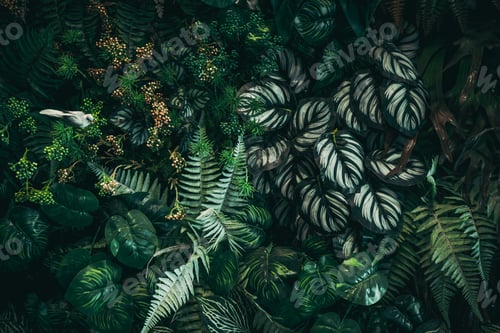 Preview: Close up group of background tropical green leaves texture and abstract background.