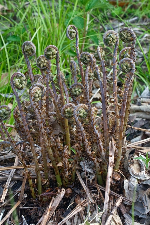 Preview: Thick Stemmed Wood Fern (Dryopteris Crassirhizoma). Known Also As Crown Wood Fern.