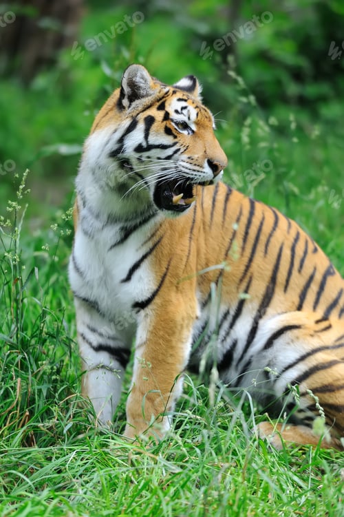 Preview: Tigers on a grass