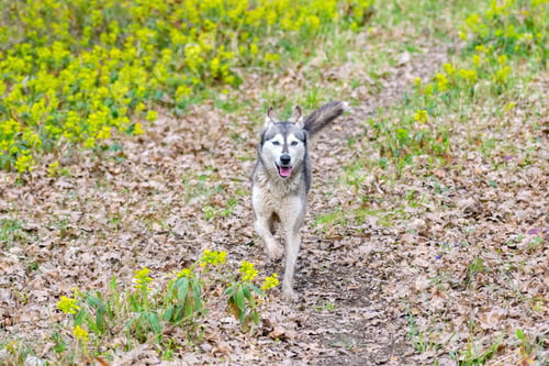 Preview: Husky dog walking in green spring forest
