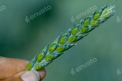 Preview: Green wheat in the hands of an agronomist