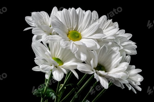 Preview: White chamomile on a black background