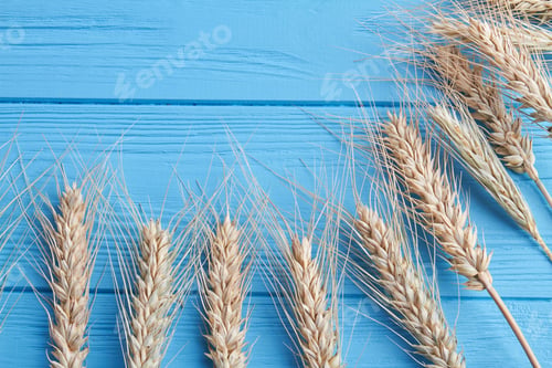 Preview: Set of dry spikelet s on blue wooden desk close-up.