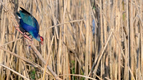 Preview: Grey-headed swamphen walking down on a reed in the marsh. Colorful bird in nature.