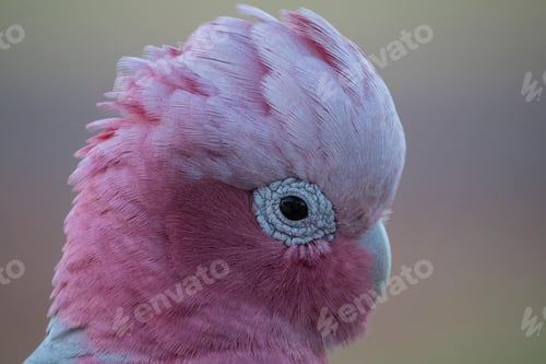 Preview: bird, cockatoo galah, parrot, pet