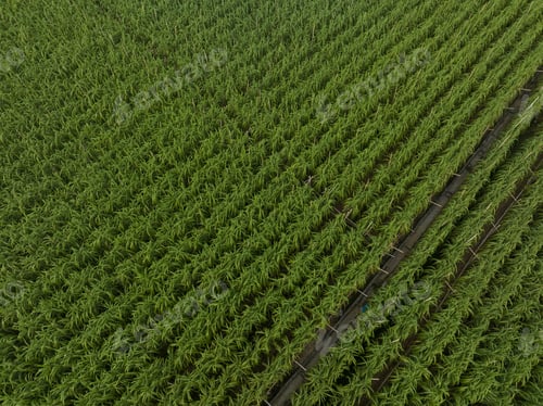Preview: Aerial view of sugarcane plants growing at field