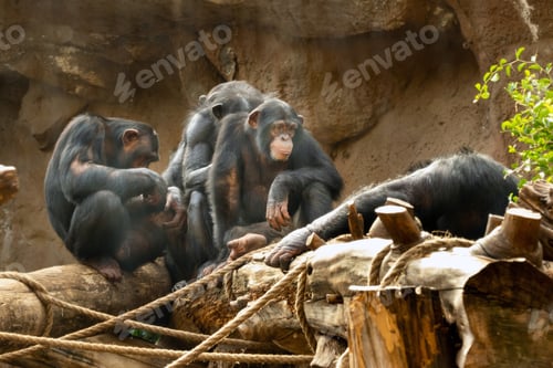 Preview: A family of monkeys sits in Loro Park, Puerto de La Cruz, Santa Cruz de Tenerife, Canary Islands