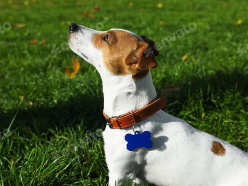 Preview: Beautiful Jack Russell Terrier in dog collar with metal tag on green grass outdoors