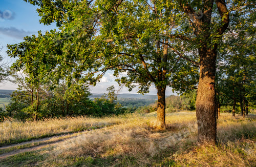 Preview: Empty rural road through forest with dry grass