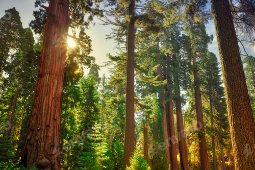 Preview: Sunrise Forest Glow, General Grant Grove, Sequoia & Kings Canyon National Park