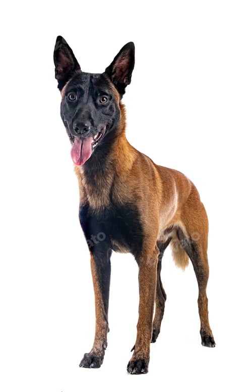 Preview: malinois in studio