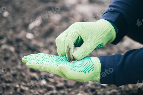Preview: Hand growing seeds on sowing soil.