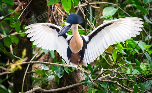 Preview: Boat-billed Heron Spreading Its Wings in Belize