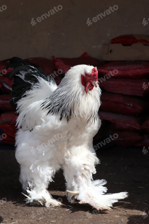 Preview: Brahma chicken at an organic sustainable farm