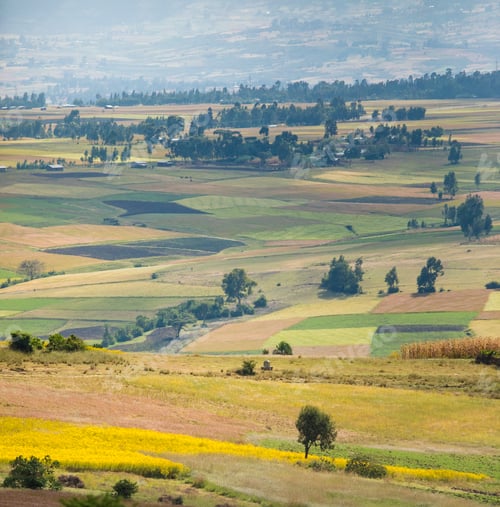 Preview: Colorful fields in the remote mountains of Ethiopia.