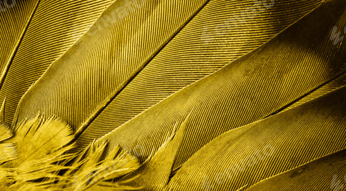 Preview: yellow feather pigeon macro photo. texture or background
