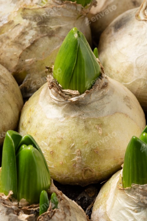 Preview: Sprouting Hyacint bulbs close up