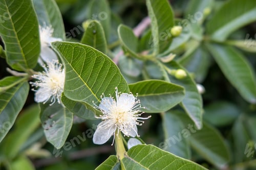 Preview: A white guava flower in full bloom, blooming guava's flower, psidium guajava white flowers, Guavas k