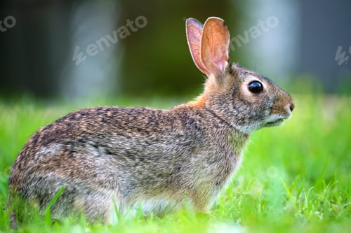 Preview: Grey small hare eating grass on summer field. Wild rabbit in nature