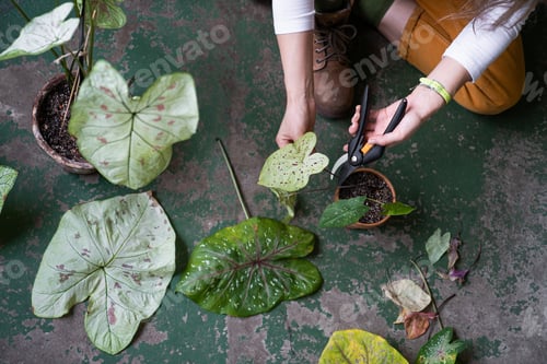 Preview: Woman gardener pruning dry withered caladium houseplant, take routine care, using scissors
