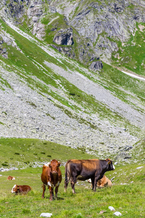 Preview: Cows on alpine meadow