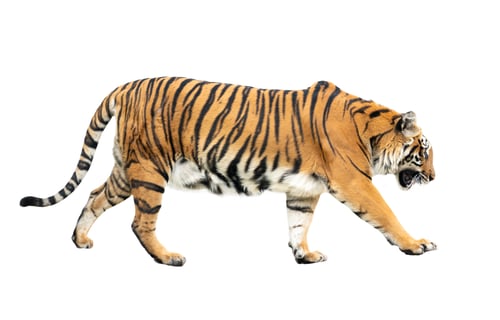 Preview: bengal tiger isolated