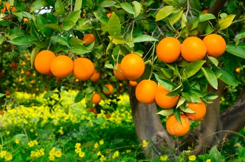 Preview: Tree with oranges