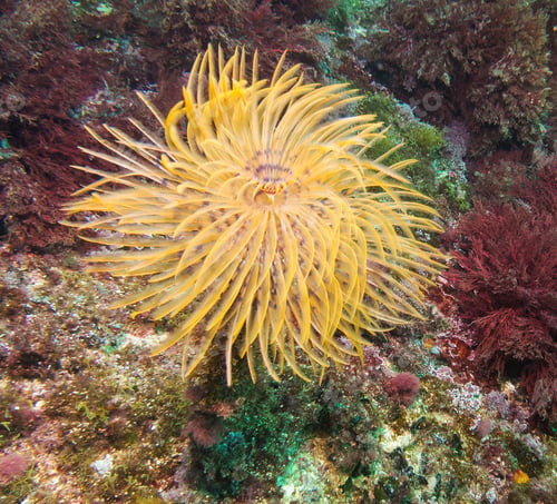 Preview: Scuba diving, underwater photography. Colorful underwater coral reef scene